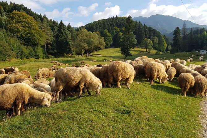 1-Day Bucovina Painted Monasteries tour from Suceava - English - Sucevita and the best-preserved outer paintings