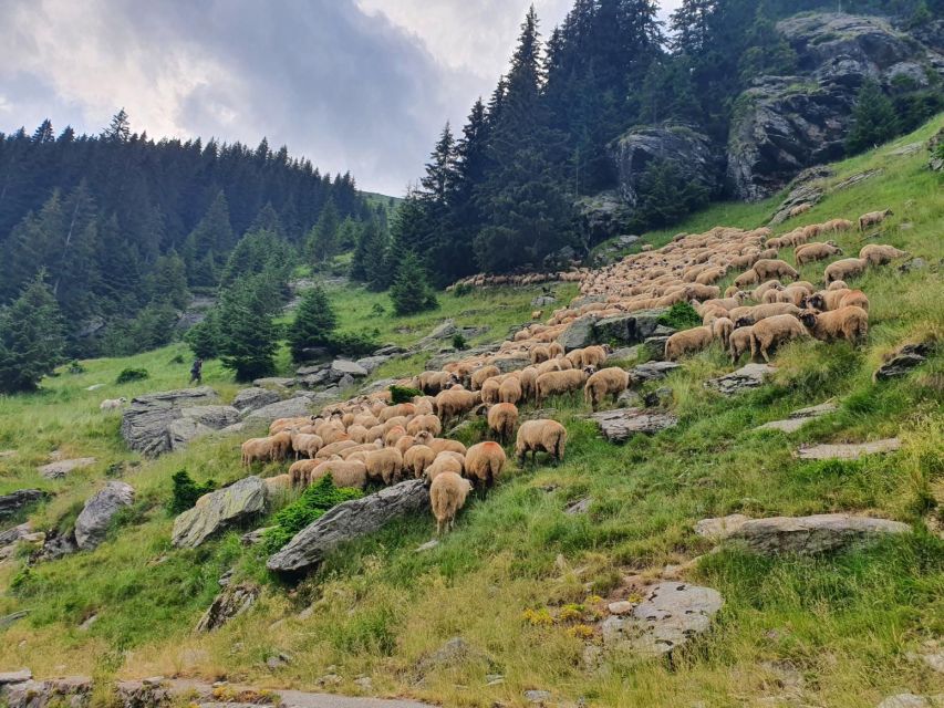 2 Day Private Tour from Bucharest in Transylvania - From Bucharest to the Carpathian foothills