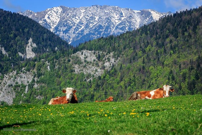 3-Day Tour from Bucharest: Transylvania Villages and Medieval Towns - Who will get the most from this tour