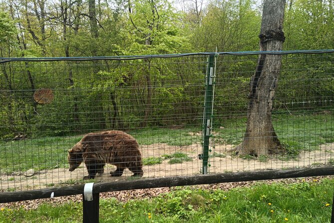 Bear Sanctuary and Bran Castle from Brasov - Why this Brasov outing works so well