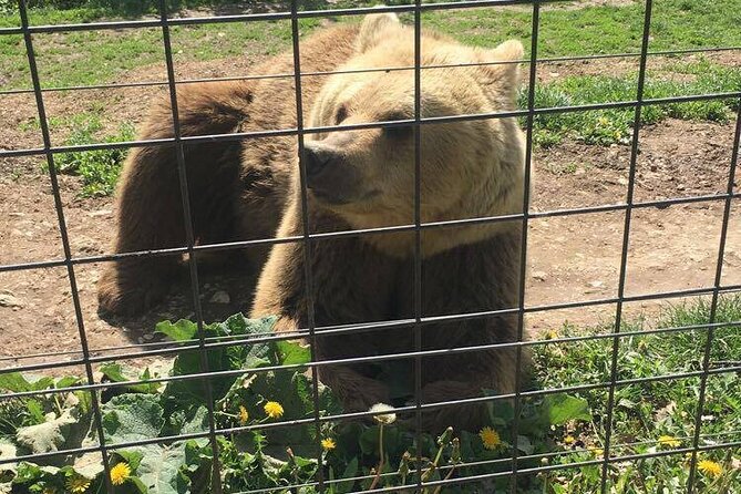 Bear Sanctuary and Bran Castle from Brasov - Price, inclusions, and the real value