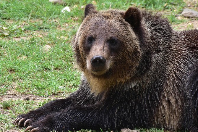 Bear Sanctuary and Dracula's Castle, 1-day Private Tour - Bran Castle is more fortress than vampire fantasy