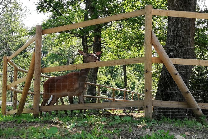 Bear Sanctuary and Dracula's Castle, 1-day Private Tour - The guides add much of the value