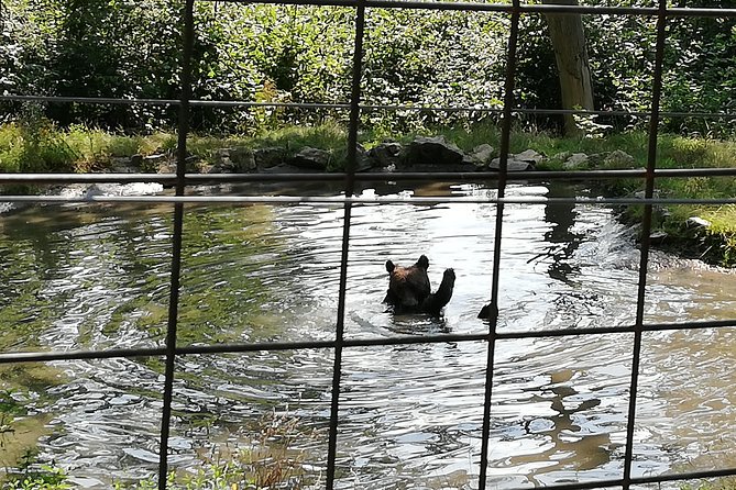 Bear Sanctuary and Dracula's Castle, 1-day Private Tour - Practical tips for getting the most from the day