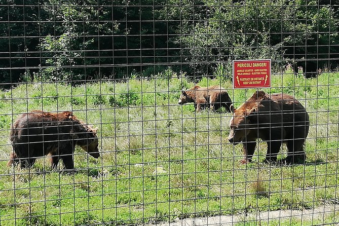 Bear Sanctuary and Dracula's Castle, 1-day Private Tour - Is this private Transylvania tour worth booking?