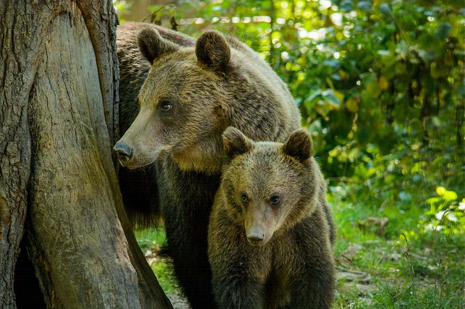 Bear Sanctuary and Dracula's Castle, 1-day Private Tour - A private drive makes the long route easier