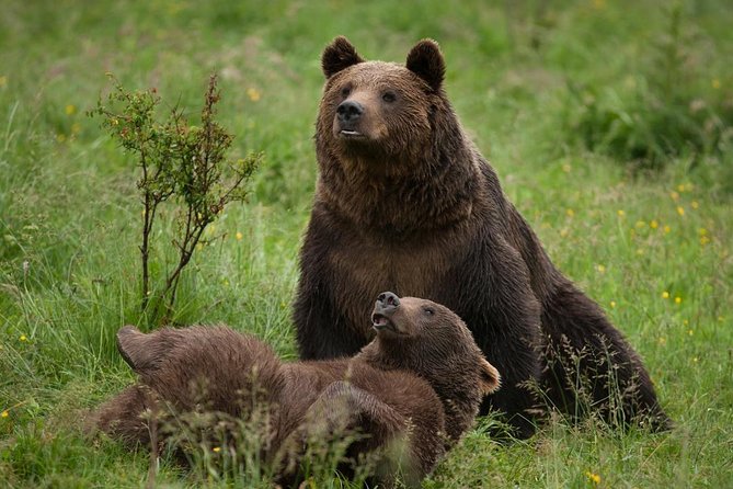 Bear Sanctuary & Rasnov Fortress - Private day tour from Bucharest - Leaving Bucharest for the Carpathian Mountains