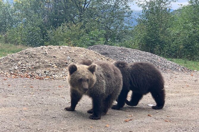 Bear Sanctuary & Rasnov Fortress - Private day tour from Bucharest - When traffic changes the plan