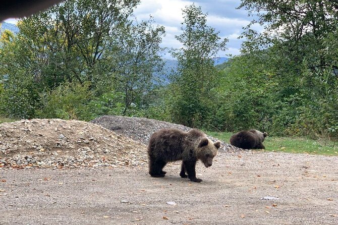 Bear Sanctuary & Rasnov Fortress - Private day tour from Bucharest - What the $184.62 price really covers