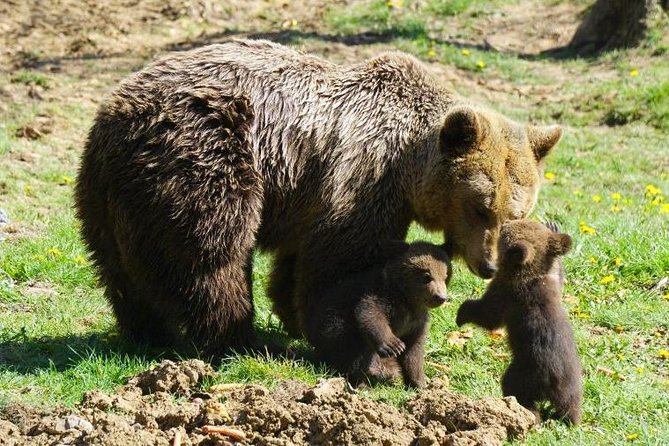 Bear Sanctuary & Rasnov Fortress - Private day tour from Bucharest - How to prepare for a ten-hour day