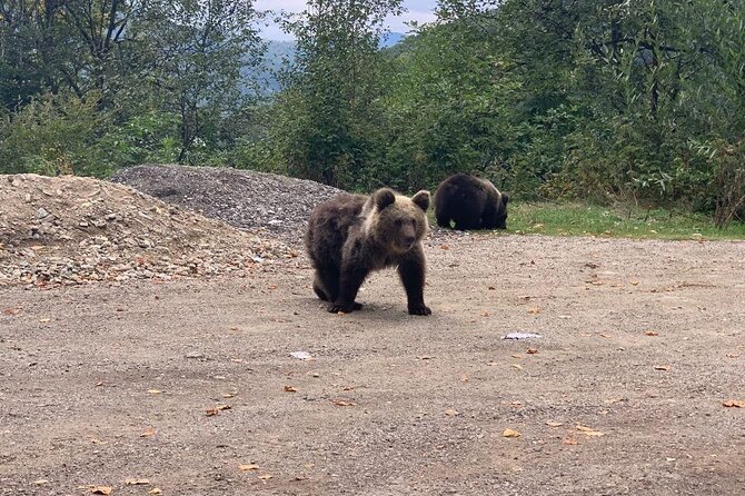 Bear Sanctuary & Rasnov Fortress - Private day tour from Bucharest - Who will get the most from this tour