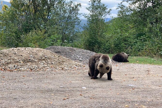Bear Sanctuary & Rasnov Fortress - Private day tour from Bucharest - Meeting the bears at Libearty Sanctuary