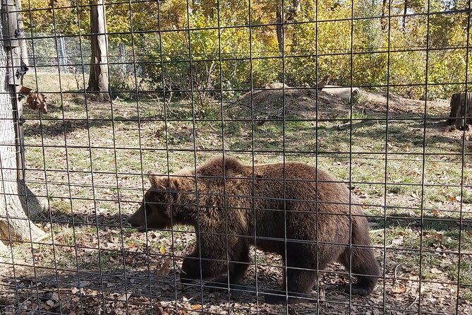 Bear Sanctuary Zarnesti,Bran Castle,Rasnov Fortres w/Hotel pickup - Riding in a small Mercedes group
