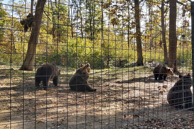 Bear Sanctuary Zarnesti,Bran Castle,Rasnov Fortres w/Hotel pickup - Costs, timing, and what to bring