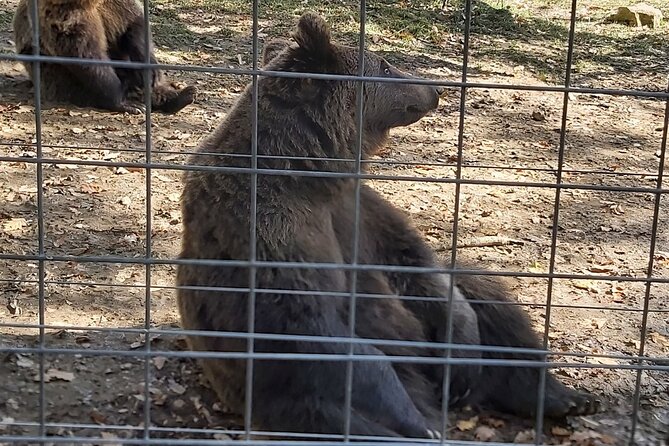 Bear Sanctuary Zarnesti,Bran Castle,Rasnov Fortres w/Hotel pickup - Who will enjoy this Transylvania day