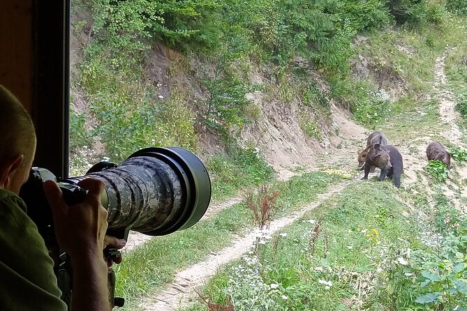 Bear watching experience near Brasov - Why this bear outing is worth considering