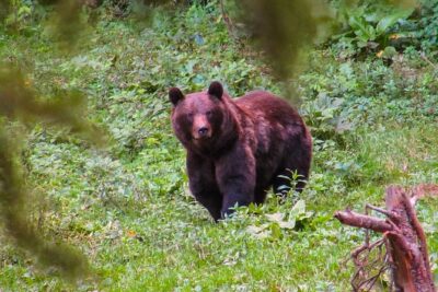 Bear watching experience near Brasov