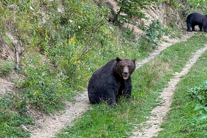 Bear Watching In Brasov: Observe Wild Bears From A Hideout (100%) - Watching bears during feeding time