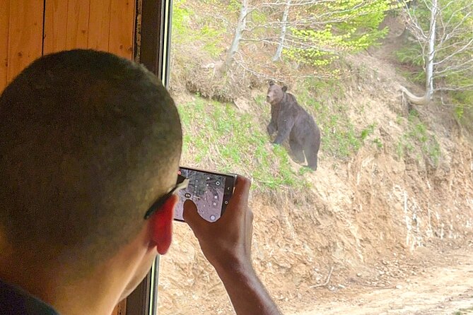 Bear Watching In Brasov: Observe Wild Bears From A Hideout (100%) - A small group makes a real difference