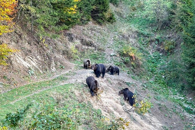 Bear Watching In Brasov: Observe Wild Bears From A Hideout (100%) - What to bring and how to prepare