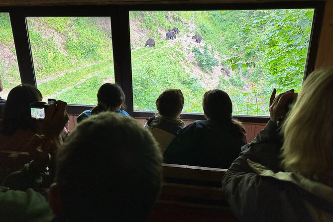 Bear Watching In Brasov: Observe Wild Bears From A Hideout (100%) - Reaching the forest hideout