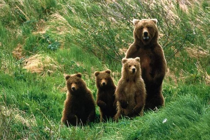 Bear Watching in The Wild from Brasov (100 %) - Meeting brown bears in the Transylvanian forest