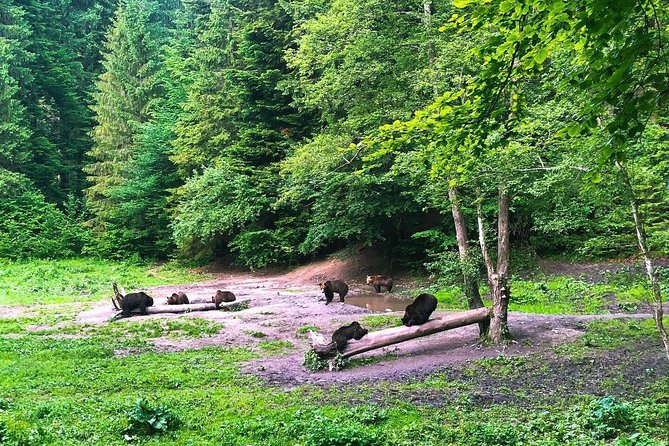 Bear Watching in The Wild from Brasov (100 %) - What the four-hour outing looks like