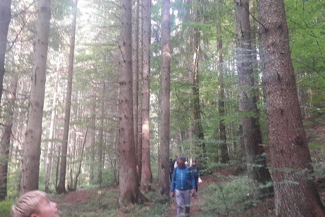 Bear Watching in The Wild from Brasov (100 %) - Why a ranger makes a difference