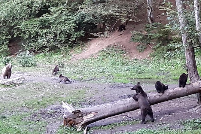 Bear Watching in The Wild from Brasov (100 %) - Wildlife beyond the bears