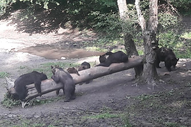 Bear Watching in The Wild from Brasov (100 %) - Small group comfort and private transport