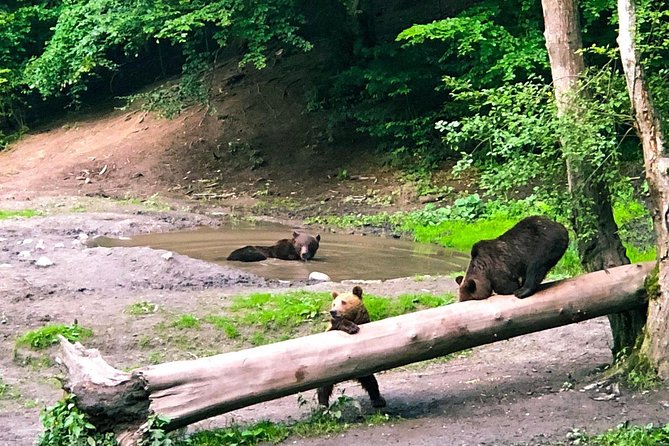 Bear Watching in The Wild from Brasov (100 %) - The observation cabin and the waiting game