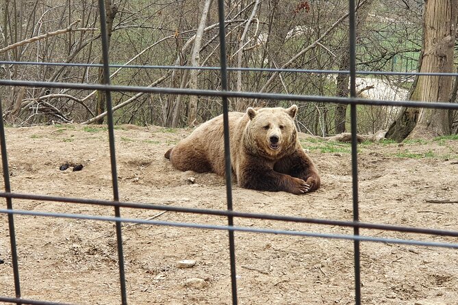 Bears Sanctuary, Dracula Castle and Brasov City - Full Day Trip from Bucharest - Two hours in Brasov’s historical center