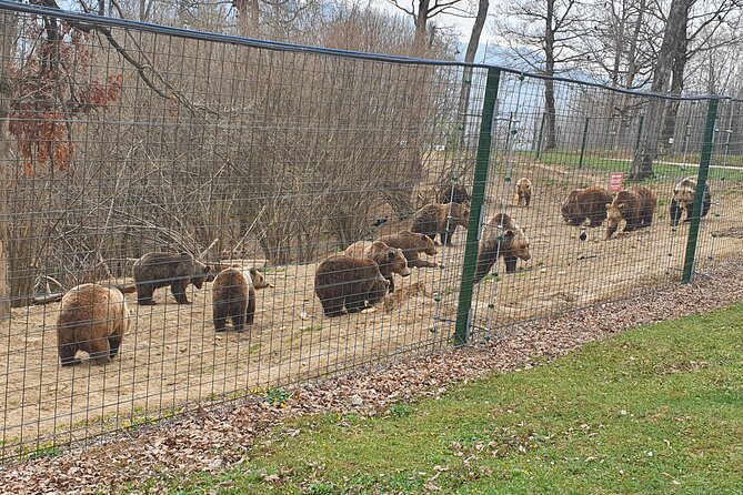 Bears Sanctuary, Dracula Castle and Brasov City - Full Day Trip from Bucharest - What the private vehicle means for your day