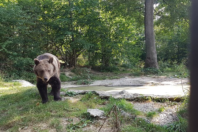 Bears Sanctuary, Dracula Castle and Brasov City - Full Day Trip from Bucharest - Is the $343.13 price fair?