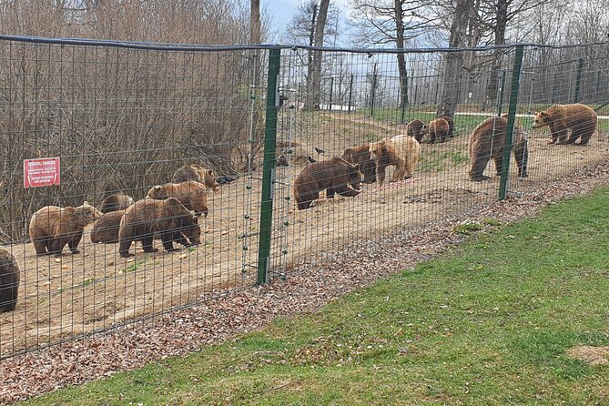 Bears Sanctuary, Dracula's Castle, Brasov Day Trip Private Tour from Bucharest - Should you book it?
