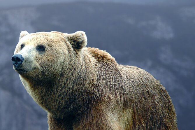 Bears Sanctuary, Dracula's Castle, Brasov Day Trip Private Tour from Bucharest - Bran Castle and the gap between Dracula and history
