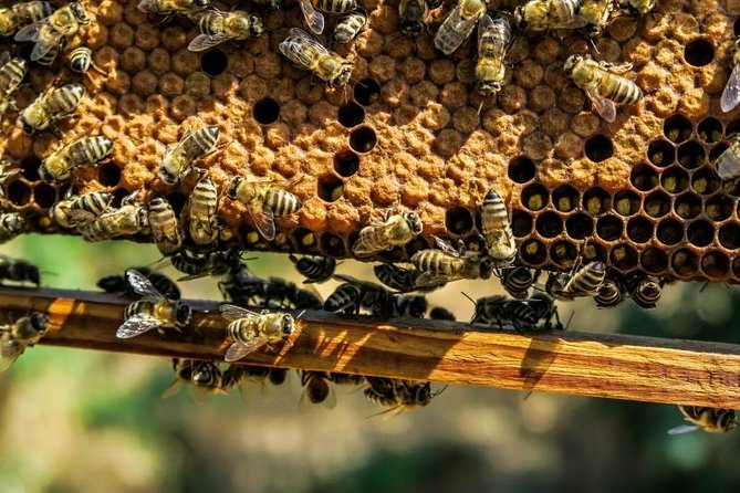 Beekeeping Day Trip| Private Guided Tour from Bucharest - Meeting the bees at a working apiary