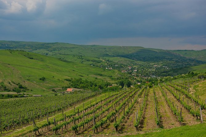 Bike & Wine tour in Dealu Mare wineland - The cellar visit and wine tasting