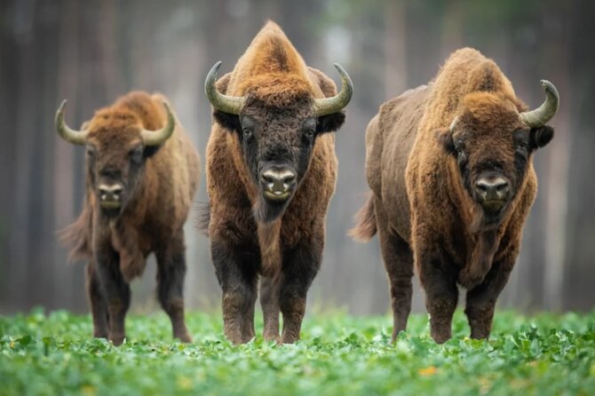 Bison Sanctuary, Vlad the Impaler Princely Court & Dracula Grave - Key points to know before booking