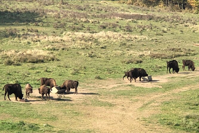 Bison Sanctuary, Vlad the Impaler Princely Court & Dracula Grave - Small details that make booking easier