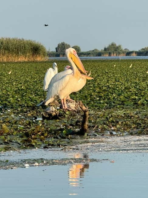 Boat Trip to Caraorman Forest – Danube Delta (6–7 hours) - The Litcov Channel and the approach to Caraorman