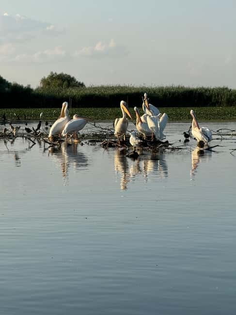 Boat Trip to Caraorman Forest – Danube Delta (6–7 hours) - Caraorman Forest, safari, and homemade lunch