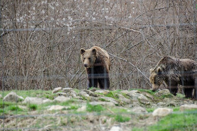 Bran Castle, Bear Sanctuary, and Rasnov Fortress Half Day Tour - The guide and vehicle make the route practical