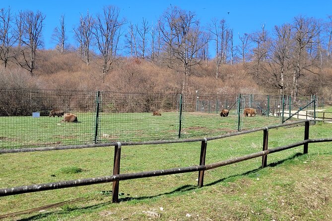 Bran Castle & Bear Sanctuary from Brasov - Optional Peles Castle - Price, private transport, and what is included