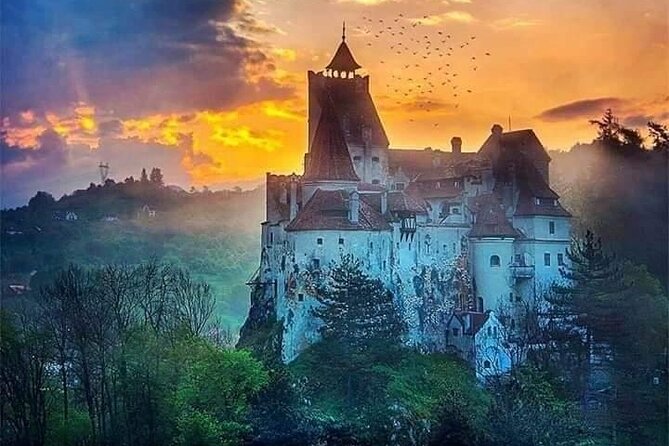 Brasov: Bear Sanctuary, Bran Castle & Rasnov Fortress GUIDED Tour - Is $69.54 good value?