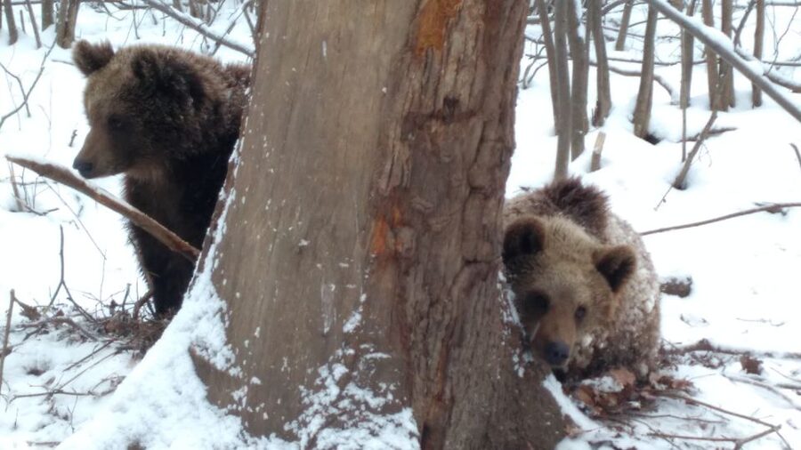 Brasov: Bear Sanctuary, Bran Castle & Rasnov Fortress Tour - Rasnov Fortress and the mountain views