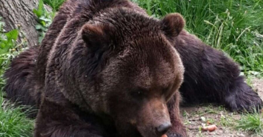 Brasov: Bear Sanctuary, Bran Castle & Rasnov Fortress Tour - Meeting rescued bears at Libearty Sanctuary