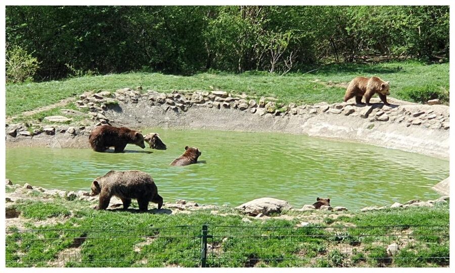 Brasov: Bear Sanctuary, Dracula Castle, and Râşnov Fortress - Key points at a glance