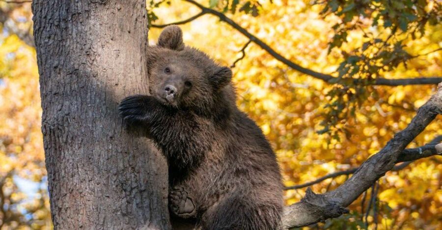 Brasov: Bear Sanctuary, Dracula Castle, and Râşnov Fortress - Why this Brasov day trip works
