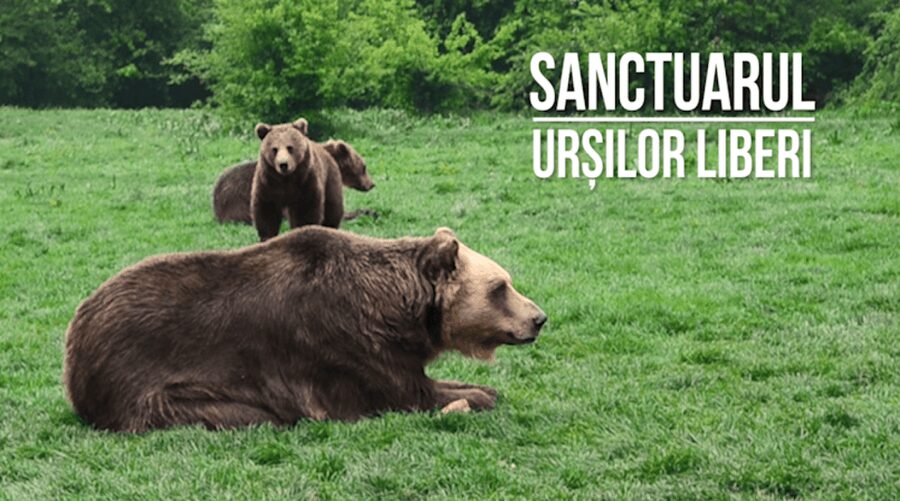 Brasov: Bear Sanctuary, Dracula Castle, and Râşnov Fortress - The guide and vehicle make the difference